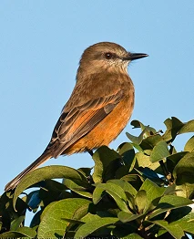 Atrapamoscas de Santa Marta, ave endémica del bosque nublado