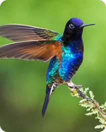 Colibrí Ala de Sable de Santa Marta, especie endémica de la Sierra Nevada