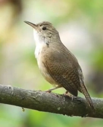 Cucarachero de Santa Marta, especie endémica de la Sierra Nevada