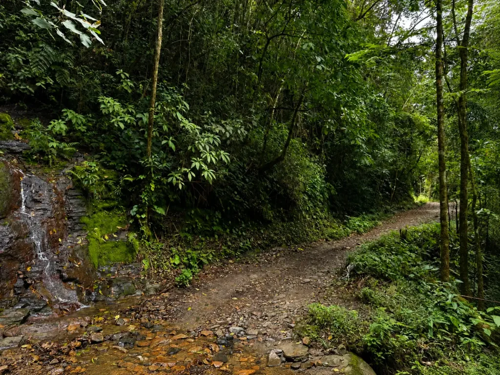 Sendero de naturaleza en El Dorado, Sierra Nevada de Santa Marta